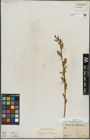 Foto von Salix lasiandra Benth.